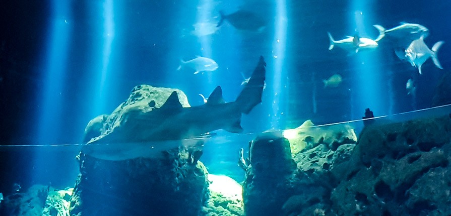 Scientific Center aquarium shark